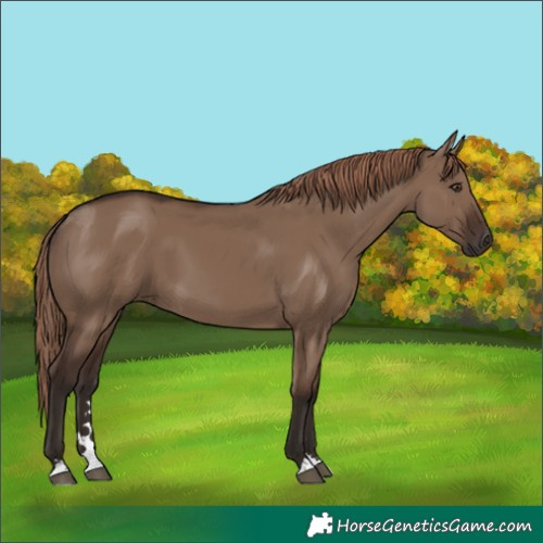 Horse Color:Liver Red Dun 