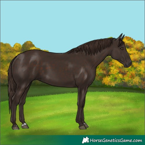 Horse Color:Liver Chestnut 
