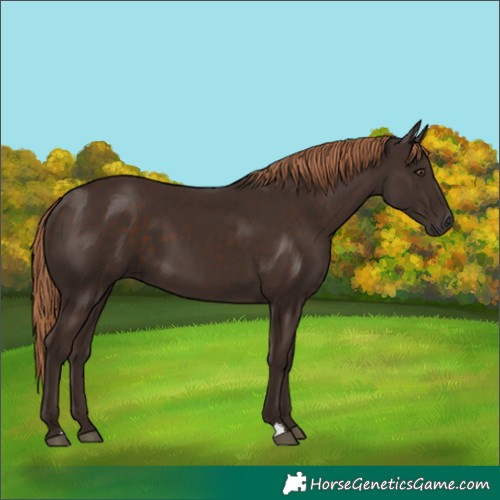 Horse Color:Liver Chestnut 
