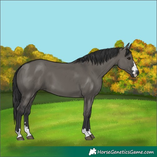 Horse Color:Grullo