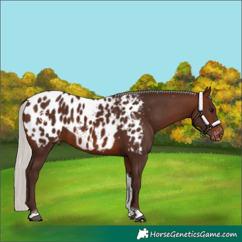 Horse Color:Silver Brown Tobiano Appaloosa 