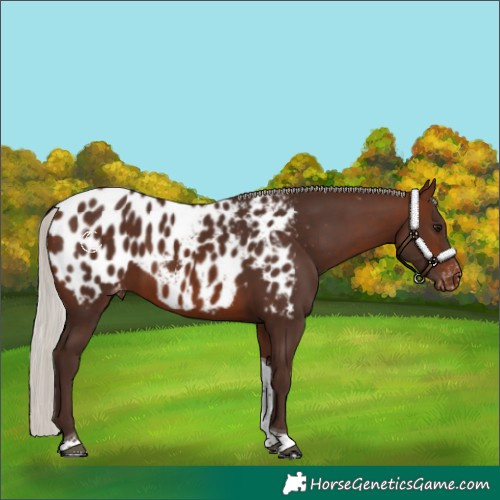 Horse Color:Silver Brown Tobiano Blanket 
