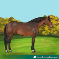 Horse Color:Brown 