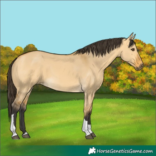 Horse Color:Buckskin Dun Tobiano 