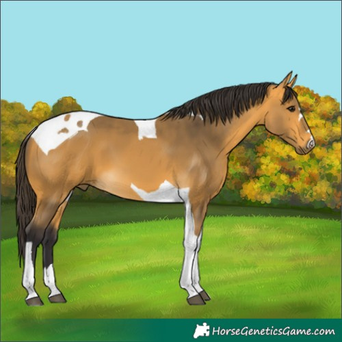Horse Color:Buckskin Tobiano 