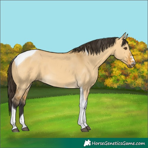 Horse Color:Buckskin Dun Tobiano 