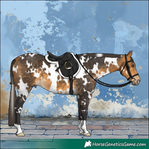 Horse Color:White Spotted Buckskin 