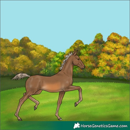 Horse Color:Chocolate Palomino Rabicano 