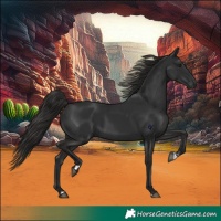 Horse Color:Liver Chestnut Rabicano 