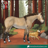 Horse Color:Gray Buckskin Dun Appaloosa