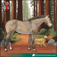 Horse Color:Gray Buckskin Dun Appaloosa 