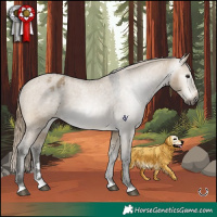 Horse Color:Gray Buckskin Dun Appaloosa 