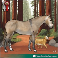 Horse Color:Gray Buckskin Dun Appaloosa 
