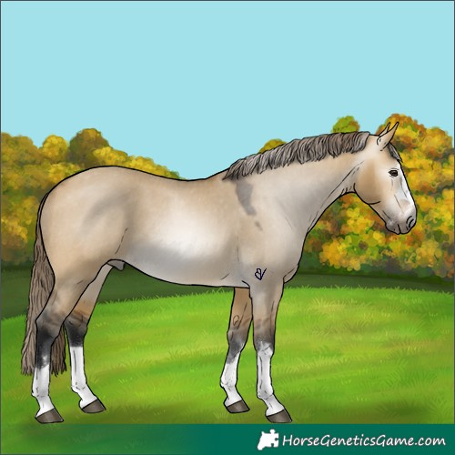 Horse Color:Gray Buckskin Dun Appaloosa 