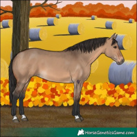 Horse Color:Brown Dun