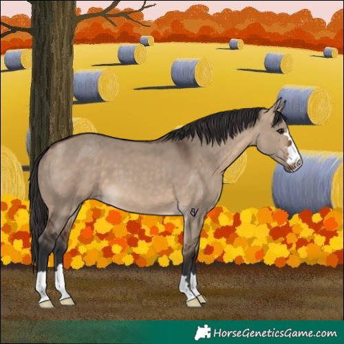 Horse Color:Bay Dun 