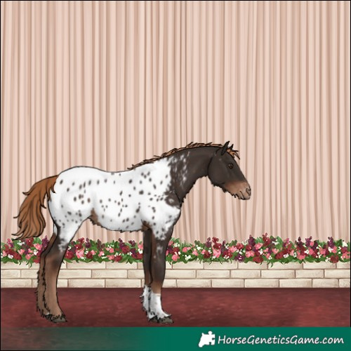 Horse Color:Liver Chestnut Tobiano Appaloosa 