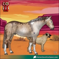 Horse Color:Gray Red Dun Tobiano Brindle
