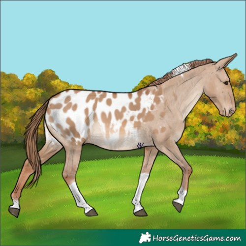 Horse Color:Red Dun Tobiano Appaloosa 