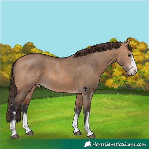Horse Color:Bay Dun Appaloosa 