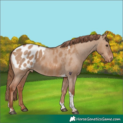 Horse Color:Red Dun Tobiano Appaloosa 