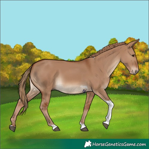 Horse Color:Red Dun Tobiano 