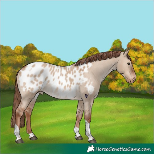 Horse Color:Red Dun Tobiano Appaloosa 