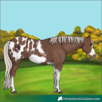 Horse Color:Silver Black Tobiano Frame Appaloosa 