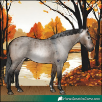 Horse Color:Gray Brown Roan Dun