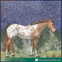 Horse Color:Red Dun Tobiano Appaloosa