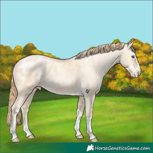 Horse Color:Buckskin Pearl Dun Appaloosa 