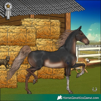 Horse Color:Liver Chestnut Tobiano Rabicano 