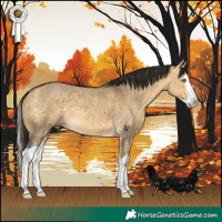 Horse Color:Buckskin Dun Splash 