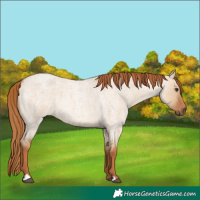 Horse Color:Red Dun Roan 