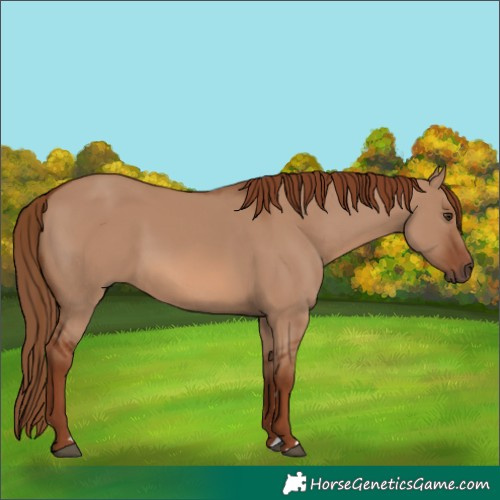 Horse Color:Red Dun 