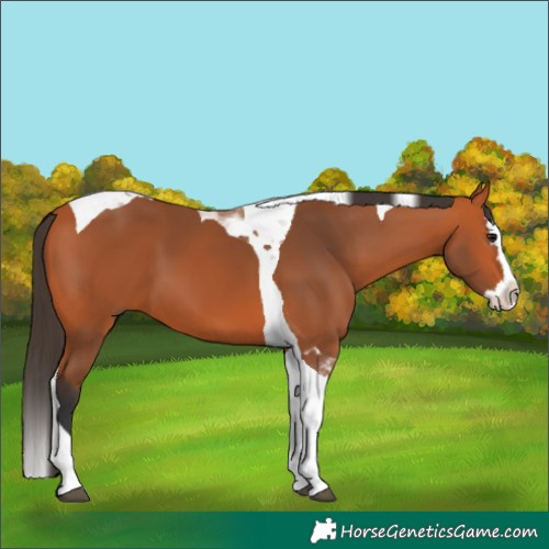 Horse Color:Bay Splash Tobiano 