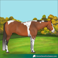Horse Color:Bay Splash Tobiano 