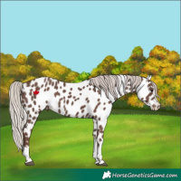 Horse Color:Silver Black Tobiano Appaloosa
