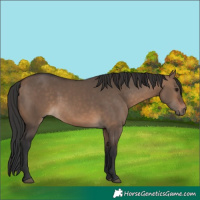 Horse Color:Brown Dun 