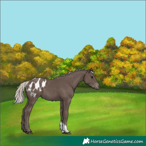Horse Color:Silver Black Tobiano Appaloosa 