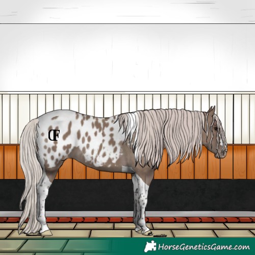 Horse Color:Silver Grullo Tobiano Appaloosa 