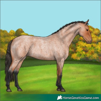 Horse Color:Unknown 