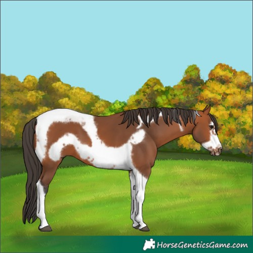 Horse Color:Bay Tobiano Frame 