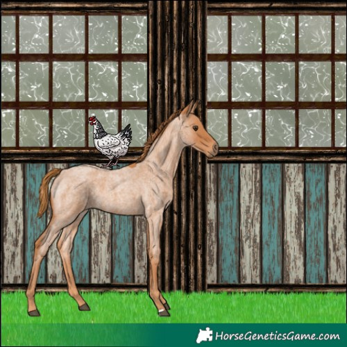Horse Color:Red Roan 