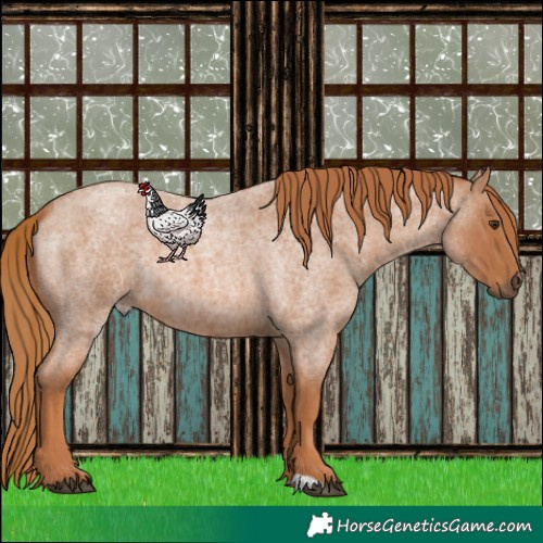 Horse Color:Red Roan
