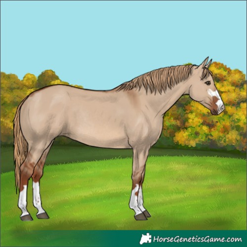 Horse Color:Red Dun Rabicano
