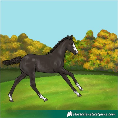 Horse Color:Liver Chestnut Rabicano 