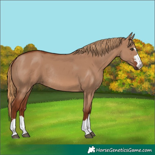 Horse Color:Red Dun Rabicano 