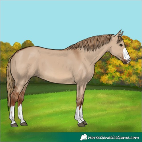 Horse Color:Red Dun 
