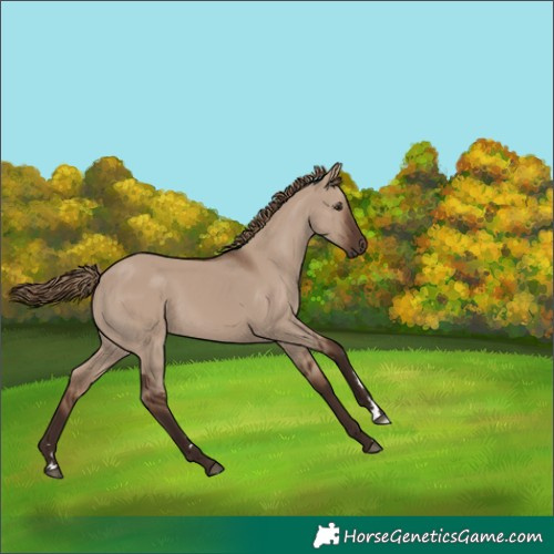 Horse Color:Liver Red Dun Rabicano 